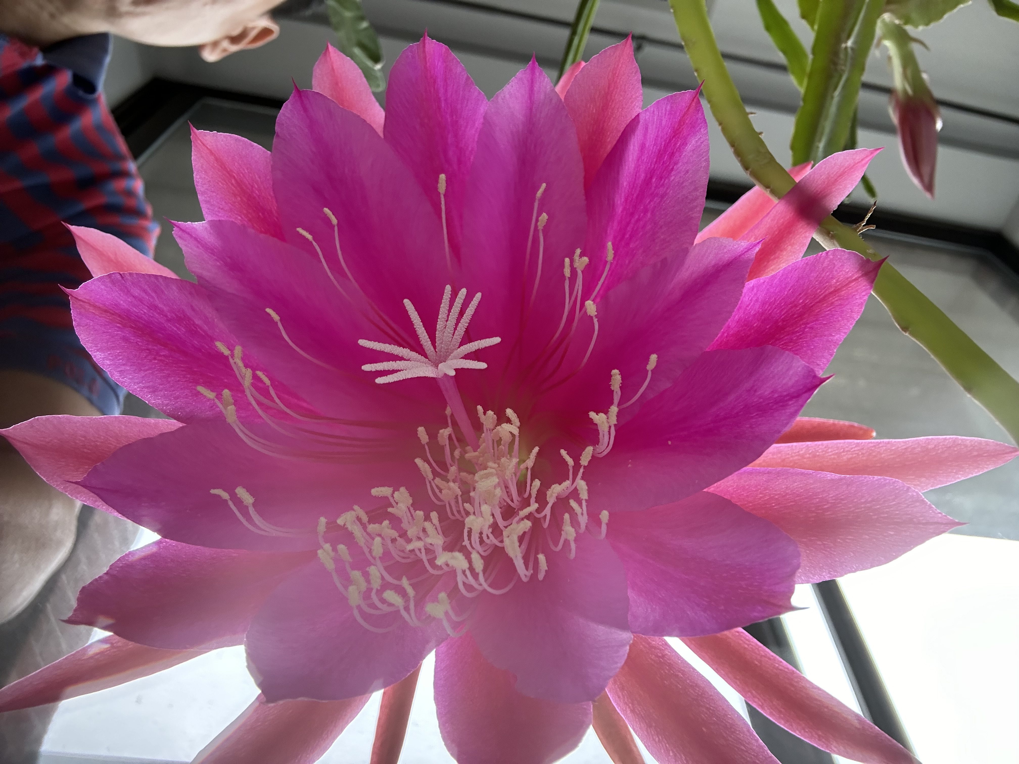 【ボストン日記】年齢は「熟成と開花」。深夜に咲き誇るクジャクサボテンが教えてくれた、50代からの自分磨き