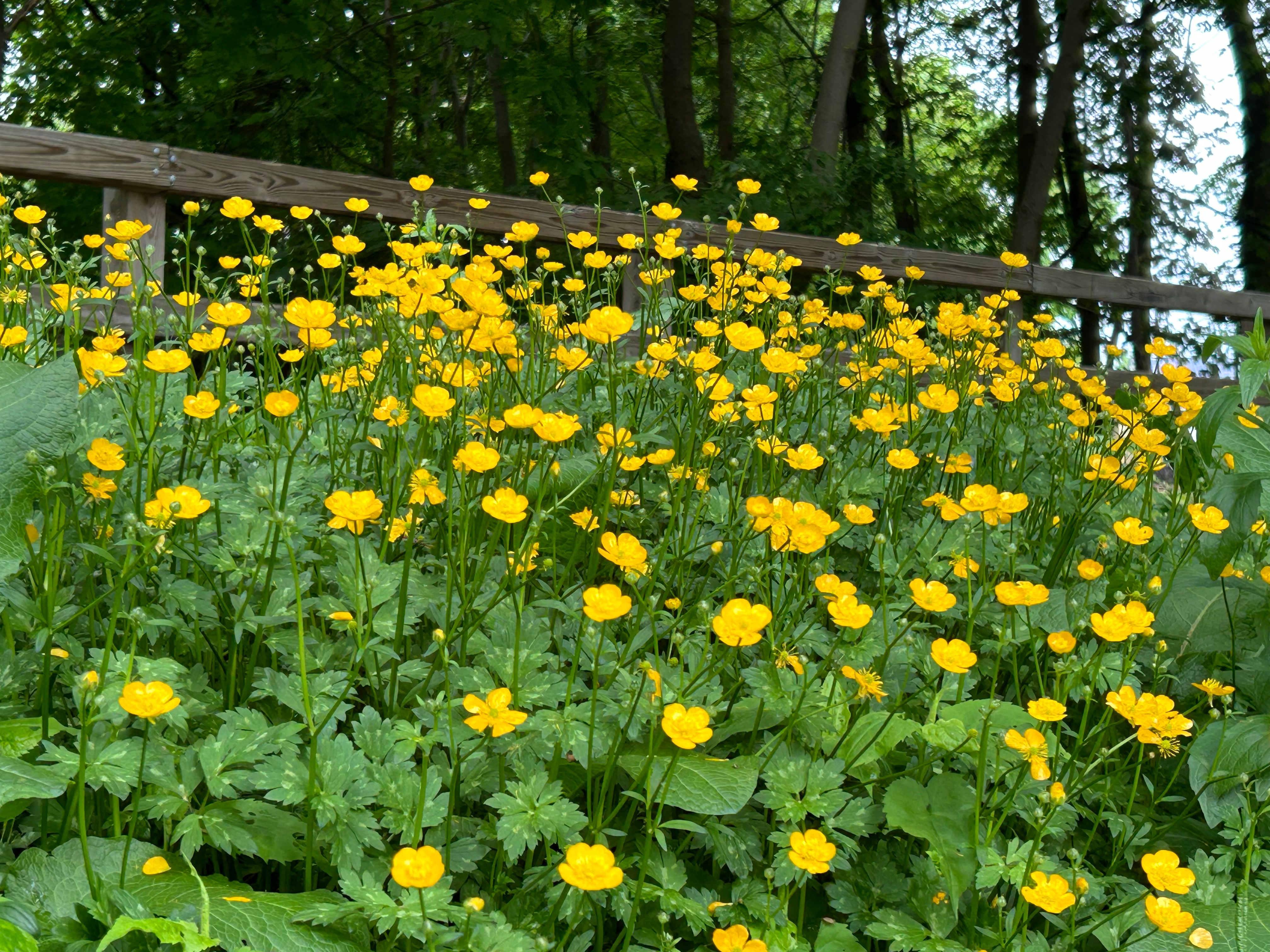【ボストン日記】スギ花粉はないのに辛い！？「美しき試練」の春を乗り切る、私のサバイバル術